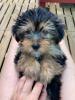 Yorkshire Terrier Welpen