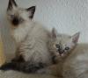 3 Heilige Birma Kitten Katze Abholbereit