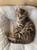 wunderschöne Bengalkitten