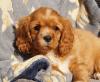 Reinrassige Cavalier King Charles Welpen