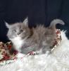 =^..^=Sehr typvolle Maine Coon kitten mit Stammbaum =^..^=