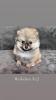Zwergspitz Pomeranian Welpen 