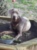 Deckrüde Labrador 