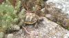 Kleine griechische Landschildkröten