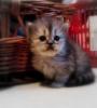 Perserkatzenbabys ab 14. Dezember 2013 abzugeben ,  2 Kater silver - shaded ,  1 K