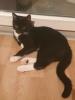 Bkh mix kitte 6 Monate alt