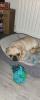 Mops Welpe 17 Wochen