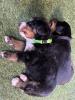Berner Sennenhund Welpen