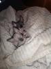 Sphynx Kitten 