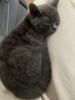 zwei liebe BKH Kitten lilac + blue,  weiblich