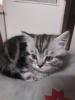 zauberhafter kleiner BKH Kater mit Ahnentafel,  geimpft,  entwurmt,  gechipt,  kastr
