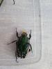 Mecynorrhina polyphemus confluens Larven