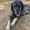 Nala sucht ein Zuhause