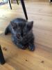 BKH -Kitten -Mix Kater
