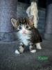 4 Maine Coon Kitten Kater