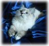 Dreamdolls-Ragdolls - Wir haben Babys!