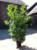 Heckenpflanzen Kirschlorbeer ,  Eibe ,  Taxus ,  Glanzmispel ,  Thuja