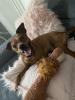 Deckrüde /  wunderschöner Zwergpinscher