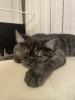Zwei Kitten suchen ein tolles zuhause