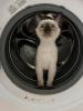 Kitten Katzen Baby Babies Seal Point Thai Siam