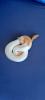 1.0 Banana Piebald DNZ 2022