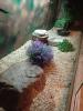 Königspython 1.0 Butter/ Spider mit großem Terrarium samt Ausstattung und zubehör