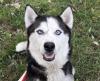 Valhalla - freundliche Husky-Mix Dame