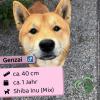 Genzai - sozial,  freundlich und verspielt