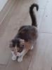 Coco – Glückskatze sucht dringend glückliches Zuhause! (aus dem Tierschutz /  gec
