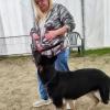 Schaeferhund