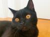 Kater BKH - schwarz/ dunkelbraun - 8 Monate alt