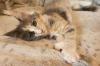 Audrey - süßes Maine Coon Kätzchen mit Stammbaum