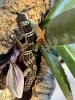 Leopardgecko,  1.0 Black Night