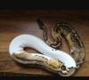 Python Regius /  Königspython adult 1.1Superpastel Piebald,  0.1Pastel het. Piebal