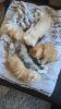 Zuckersüße Perser-Maincoon Kitten