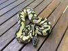 0.1 Pastel Enchi Calico