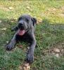Cane Corso Welpen