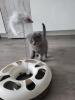 Bkh /  scottish fold 
