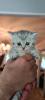 Bkh  kitten /  Tabby