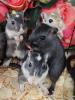 Neugierige Rennmäuse aus liebevoller Hobbyzucht (mongolische Rennmaus,  Züchter)