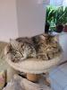 Main coon Mischlinge 4×