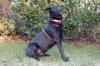 BLACK CONAN - Mischling,  männlich,  4 Jahre,  60 cm,  30 kg,  Gechipt,  Kastriert