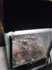 Chromatopelma Cyaneopubuscens (unbestimmt)