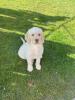 Labradoodel Welpe!!!