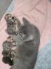 BKH Mix Kitten suchen neuen Kuschel Partner