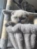  2 Kitten suchen noch zuhause