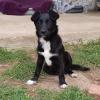 Rajani /  Status: sucht ein Zuhause