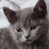BKH - KITTEN 13  WOCHEN