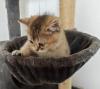 Nur noch 2 Kittens suchen liebevolle Zuhause