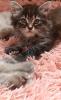 Reinrassig sibirische waldkatze,  neva,  Maine Coon,  siam,  perser,  bkh